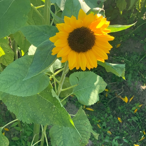 Meet your Posher, Katie - Picture 2 of 2